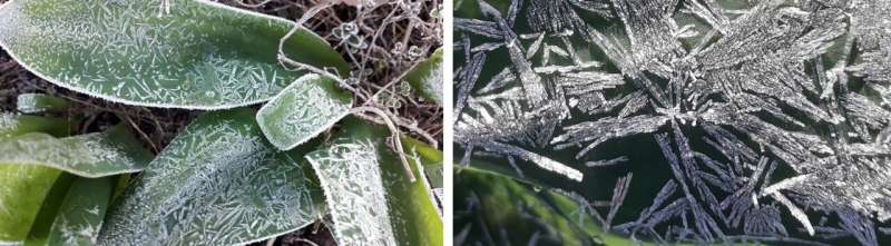 How do plants protect themselves against icing?