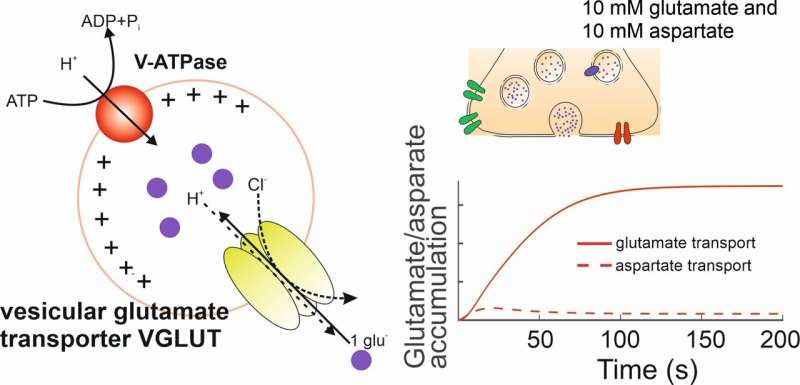 How do synaptic vesicles accumulate glutamate?