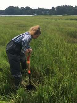 How do tidal marshes store carbon?