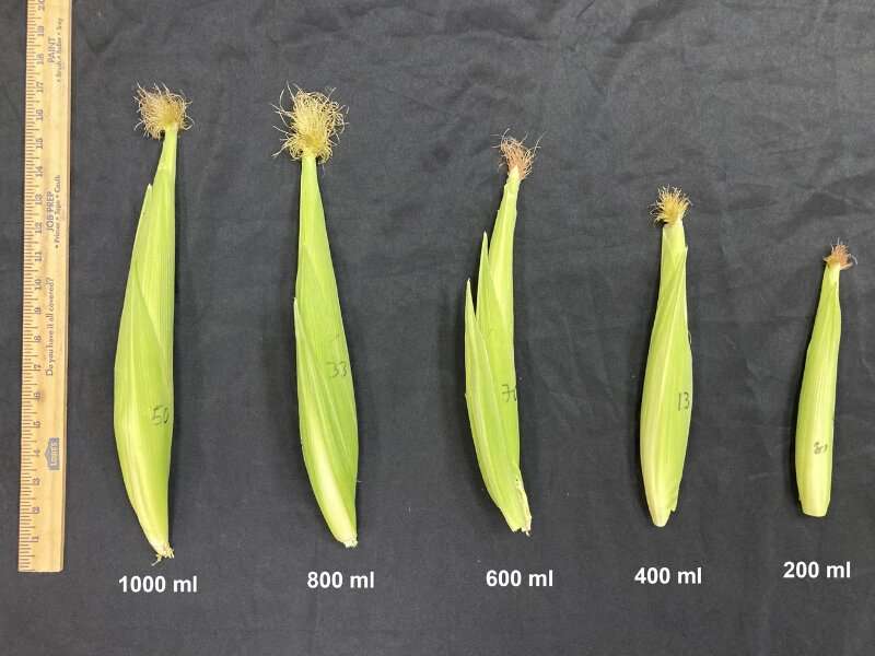 How drought impacts corn yields