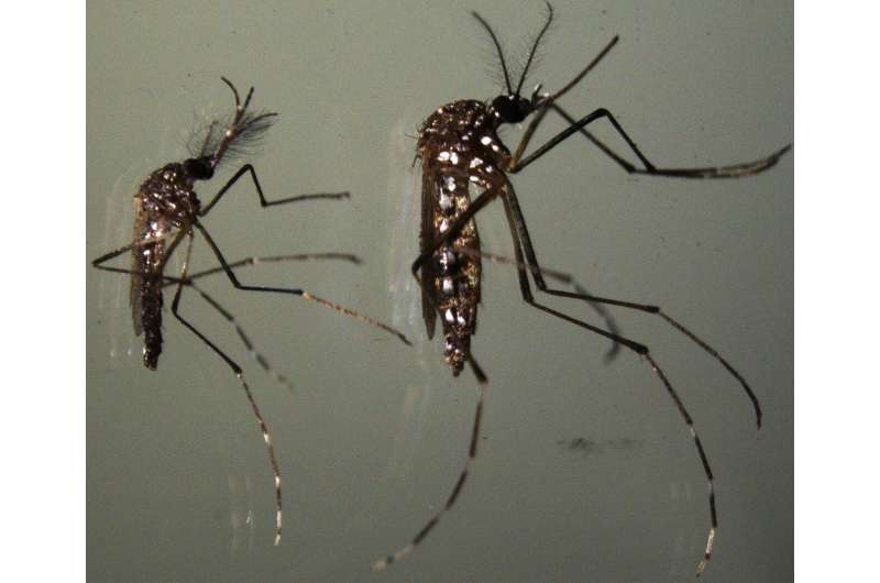 How eggs of the Zika-carrying mosquito survive desiccation