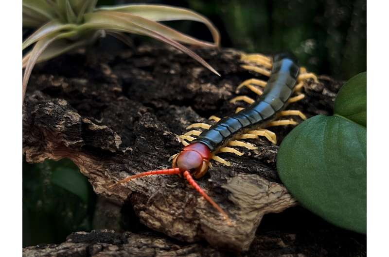 How eyeless centipedes are able to detect sunlight