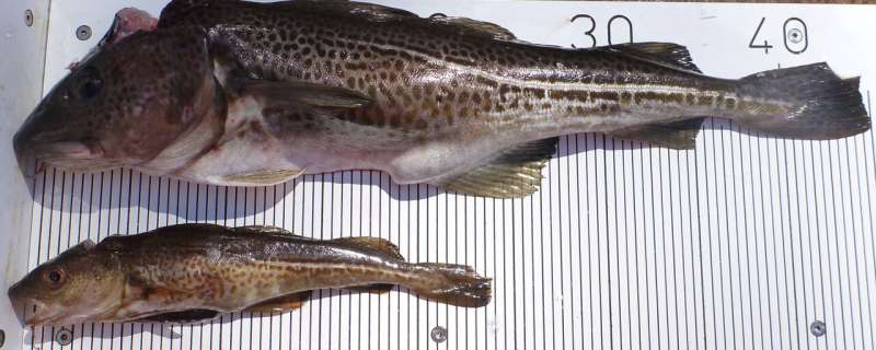 How fishermen benefit from reversing evolution of cod