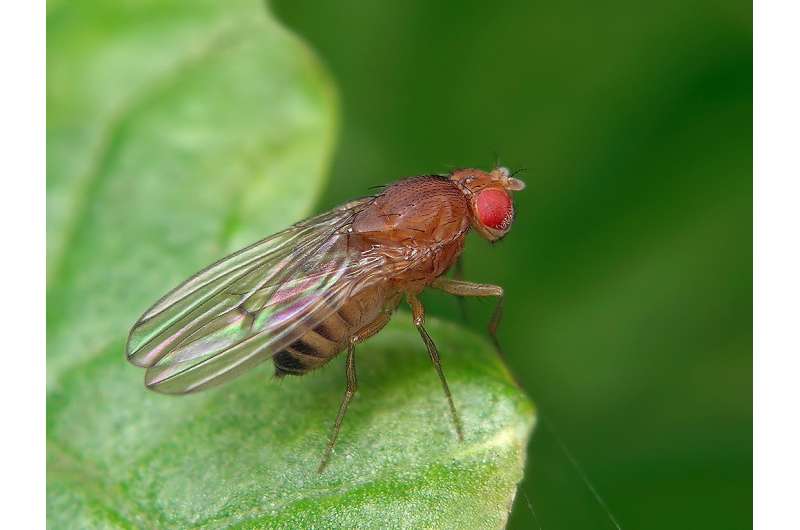 How fruit flies feast for pleasure as well as necessity