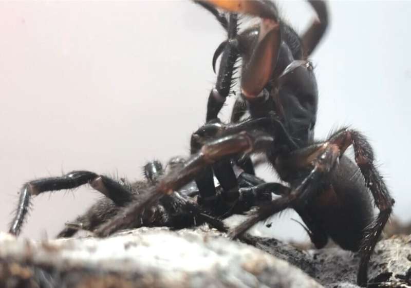 How funnel-web spiders practise safe sex
