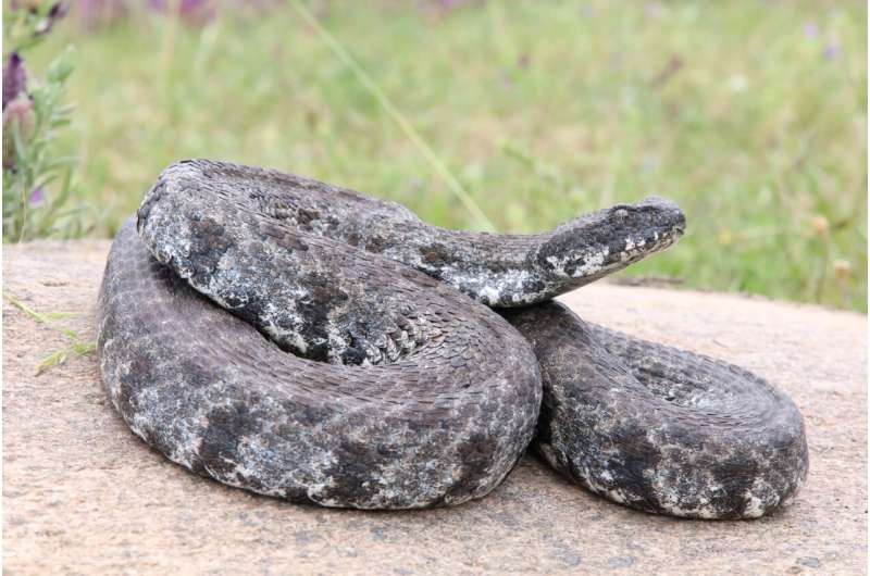 How Hessian researchers unveil the venomous secrets of European snakes