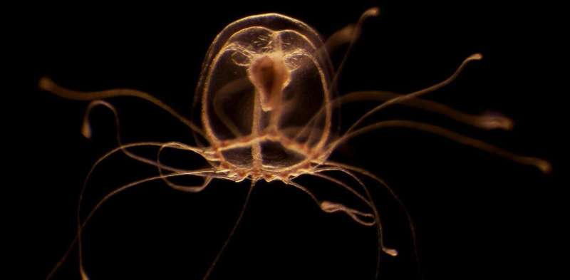 How immortal jellyfish turn back time