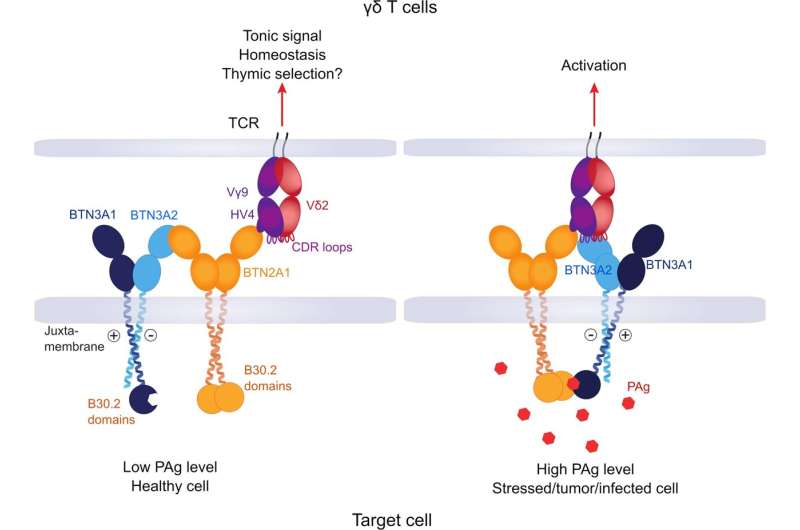 How immune cells recognize their enemies
