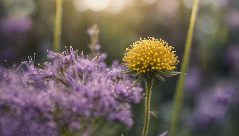 How immunotherapy can help hay fever sufferers not getting relief from the usual treatments