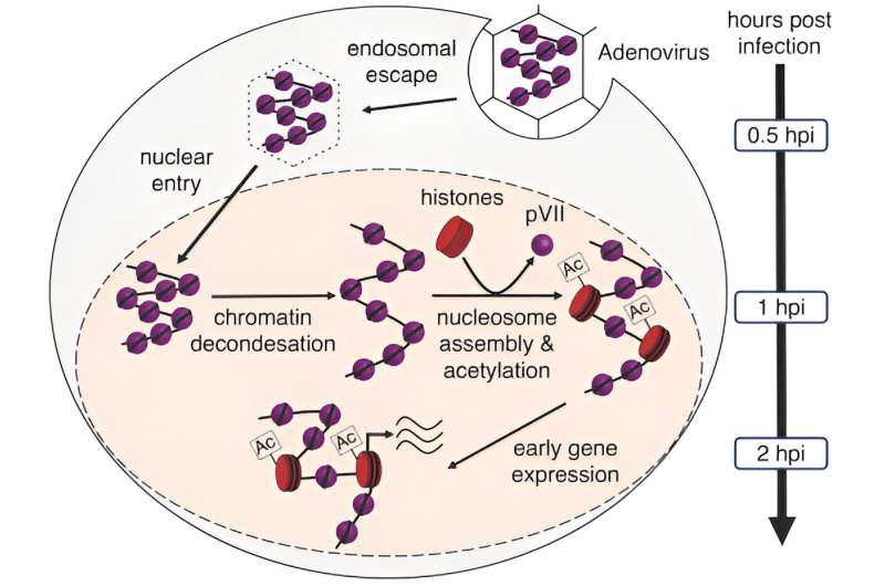 How incoming adenoviruses change their chromatin structure for efficient gene expression