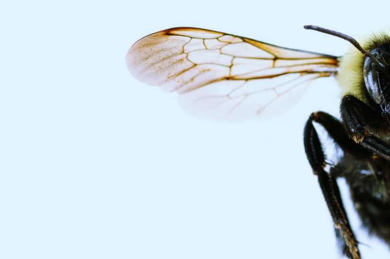 How insects evolved to ultrafast flight (and back)