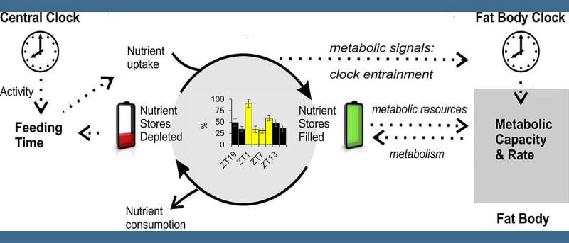 How internal clocks control fat metabolism -