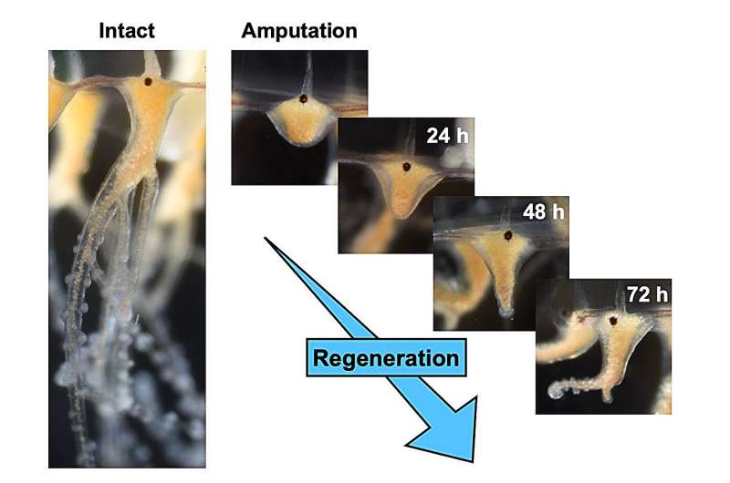 Comment les méduses régénèrent leurs tentacules fonctionnels en quelques jours