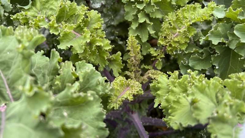 How kale is affected by cold temperatures