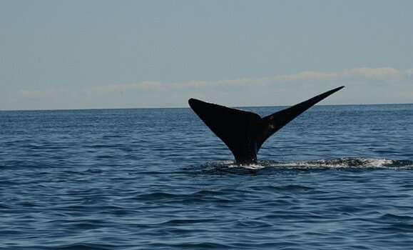 How listening to North Atlantic right whales could help humans protect them