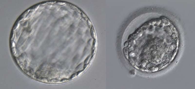 How much does a shrunken blastocyst adversely affect implantation and pregnancy?