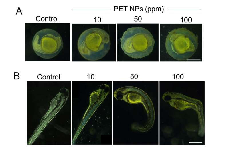 How nanoplastics can influence metabolism