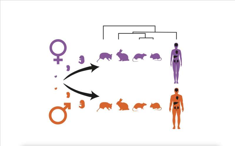 How organs of male and female mammals differ