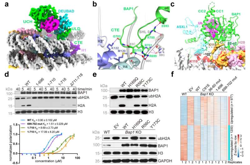 How polycomb repressive deubiquitinase specifically removes H2AK119 ubiquitination on nucleosome