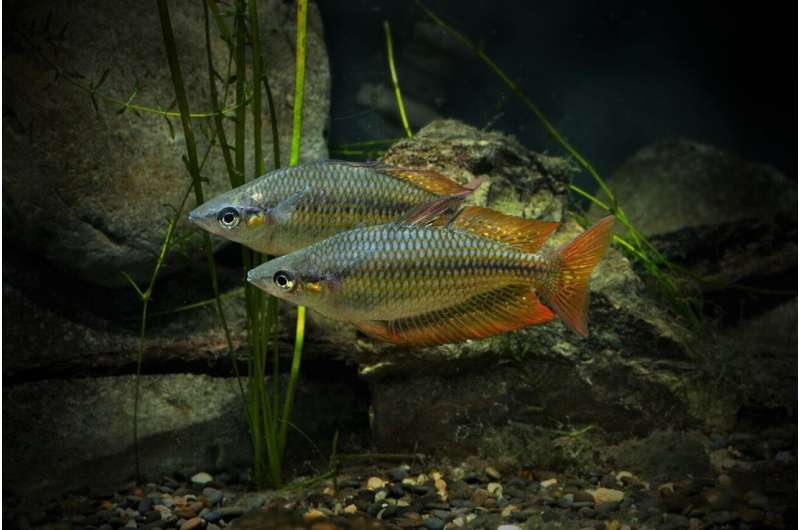 How rainforest fish adapt to habitat