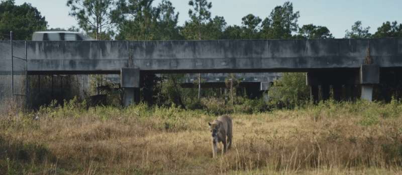 How restoring the Everglades can save the Florida panther and our home