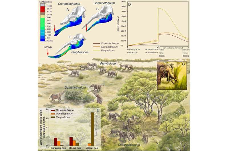 How shifting climates may have shaped early elephants' trunks