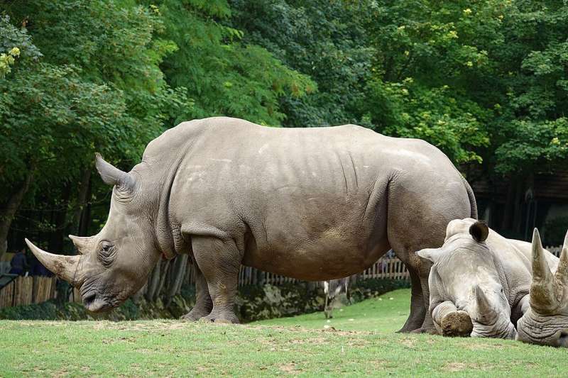 How studying poop may help boost white rhino populations