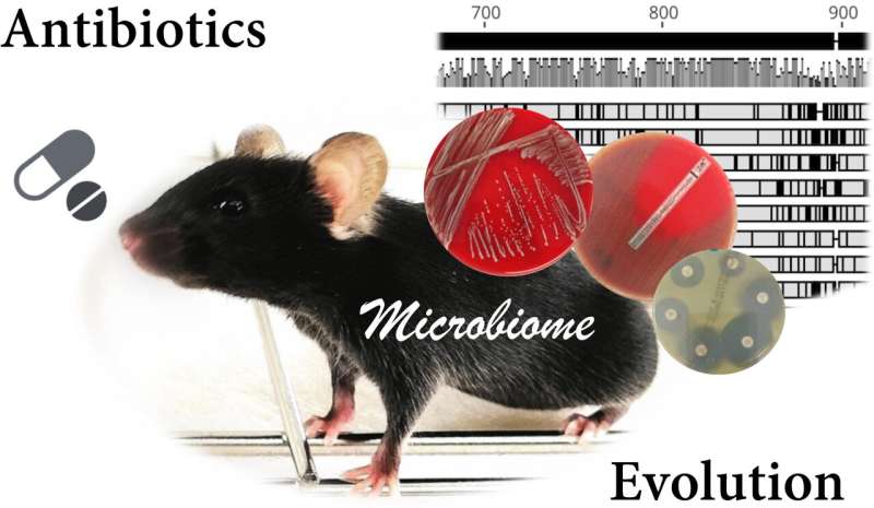 How the gut microbiome responds to antibiotics