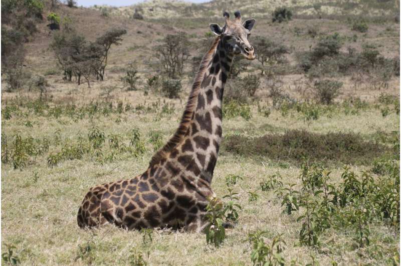 How the Masai giraffe population has changed over 40 years in Tanzania's Arusha National Park