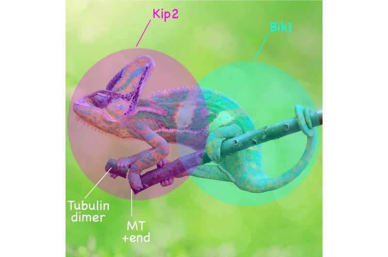 How the motor domain of the kinesin protein Kip2 collaborates with protein Bik1