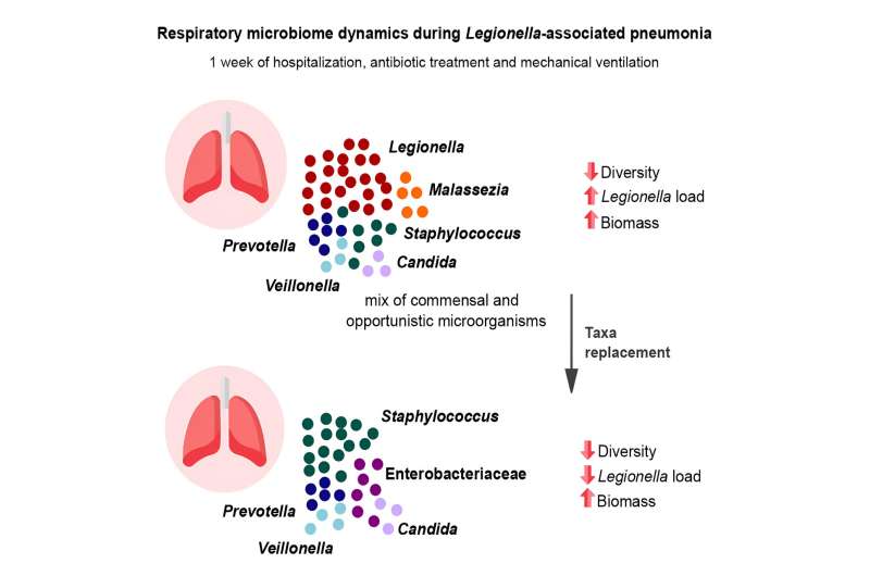How the respiratory tract microbiome influences the severity of bacterial pneumonia