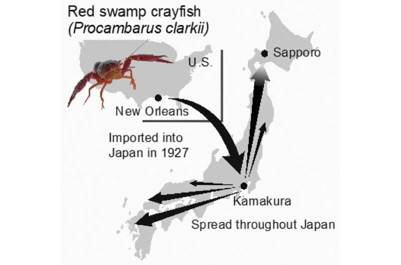 How the tropical red swamp crayfish successfully invaded the cold regions of Japan