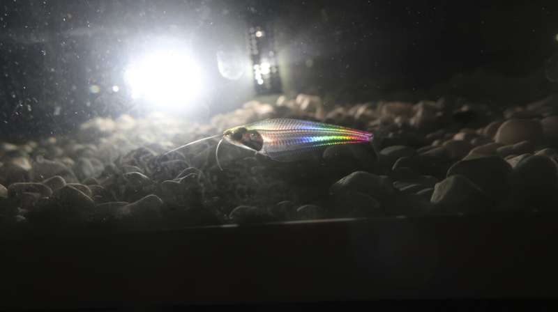 How this little see-through fish gets its rainbow shimmer