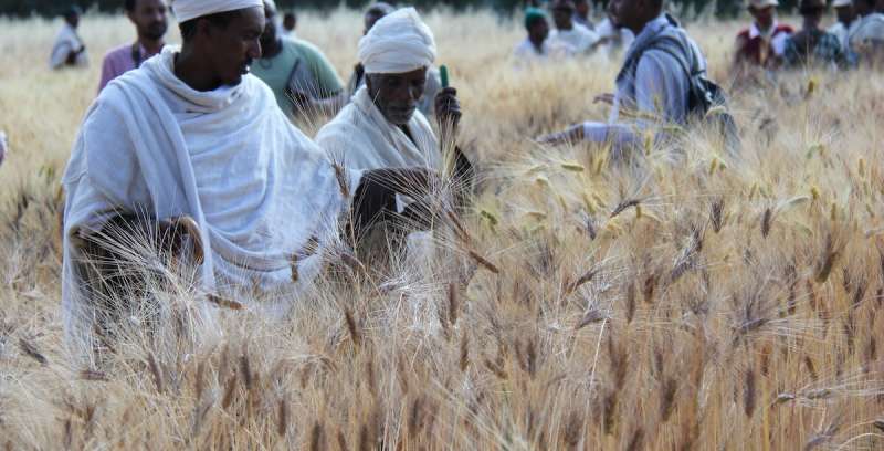 ¿Cómo hacer resistente al cambio climático el granero etíope?  Combine la genómica y el conocimiento de los agricultores