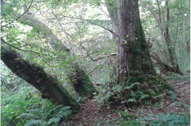 How to recognize a temperate rainforest in Britain and Ireland when you see one