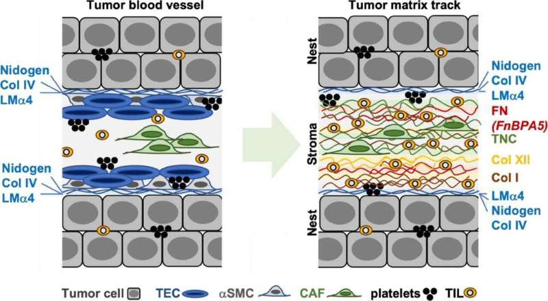How tumours transform blood vessels