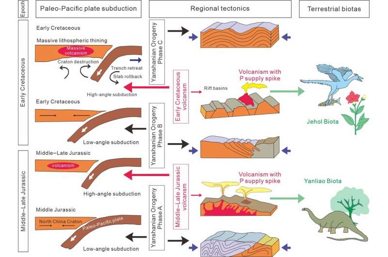 How volcanic phosphorus supply boosted the Jehol Biota in northern China