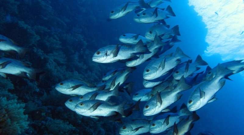 How warmer waters from climate change affect fish's biochemistry (and growth)