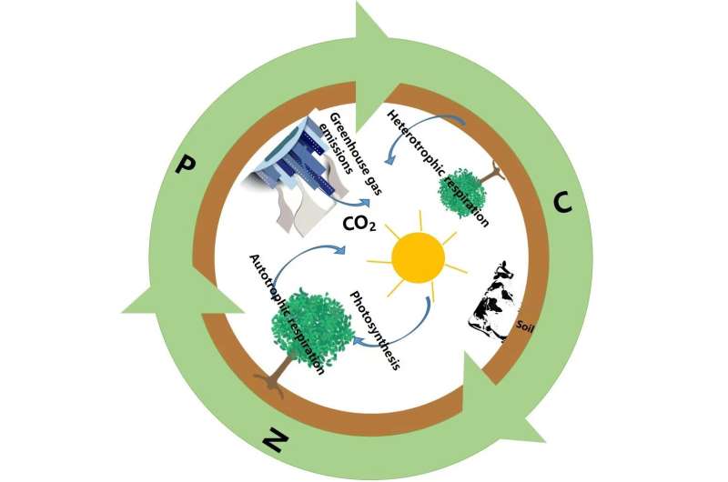 How will phosphorus cycle influence carbon uptake in China?