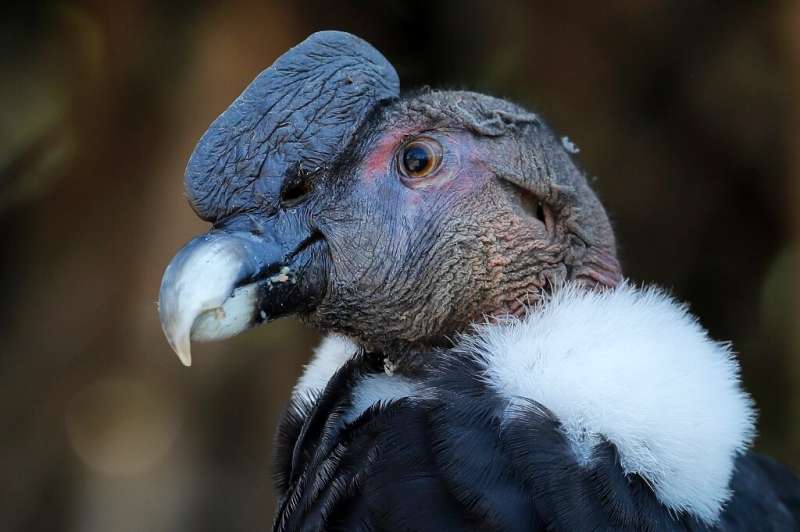 Human encroachment onto its natural habitat has provided a threat to the Andean condor's existence and affect its access to food