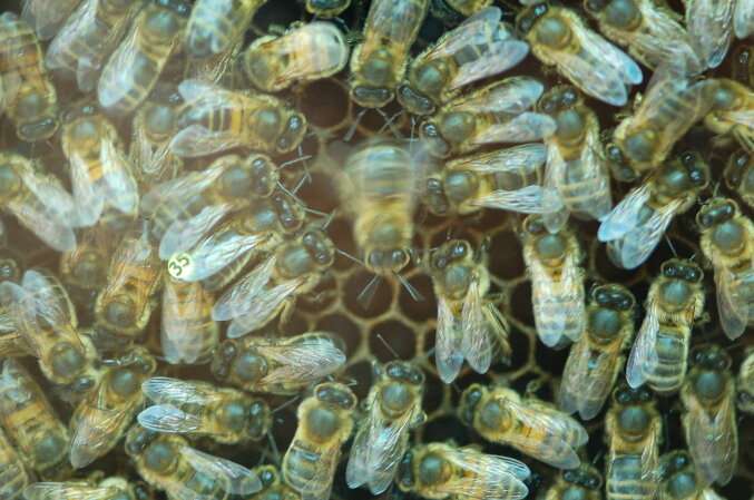 Human factors affect bees' communication, researchers find