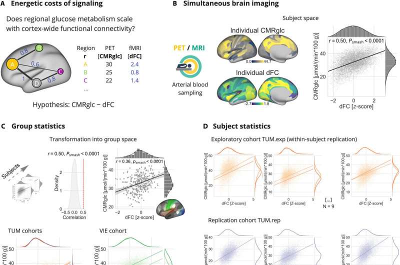 Human intelligence: How cognitive circuitry, rather than brain size, drove its evolution