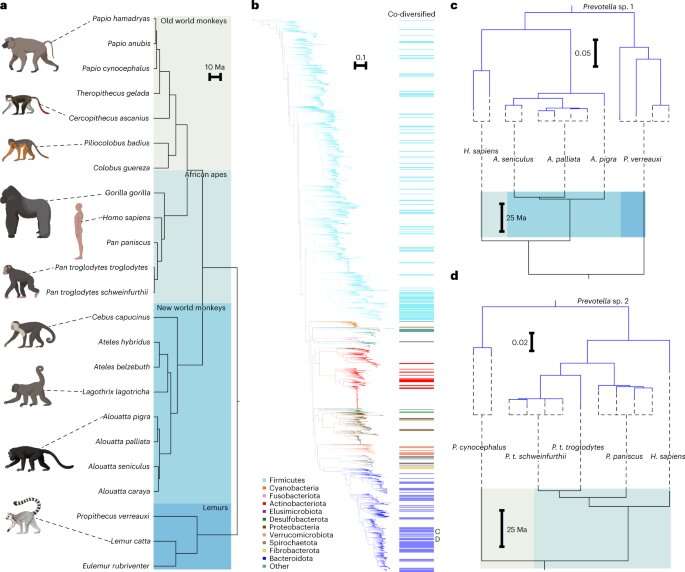 Humans have lost half primate ancestors' gut bacteria