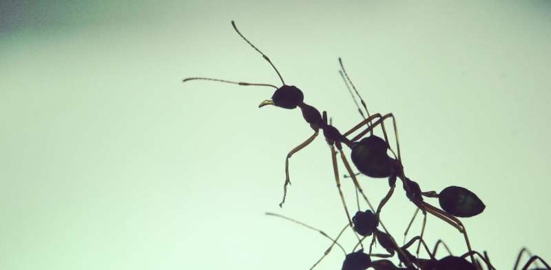 Humans set budgets when facing an uncertain future. So do ants