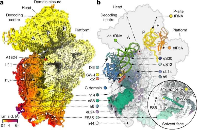 Humans vs. Bacteria: Differences in ribosome decoding revealed