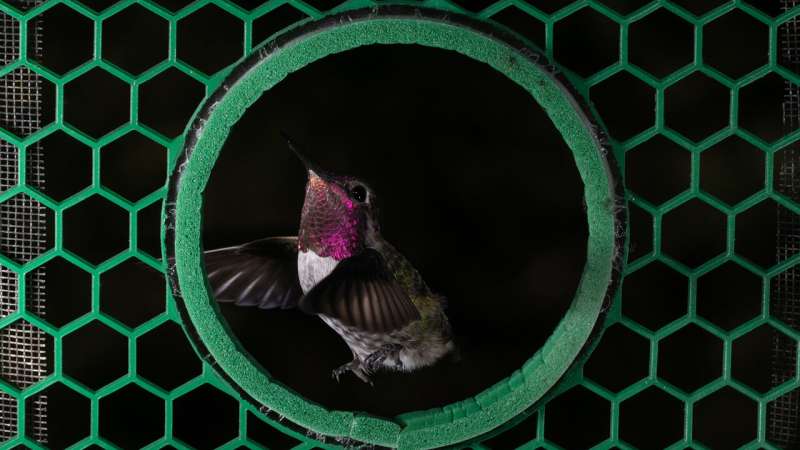 Hummingbirds' unique sideways flutter gets them through small apertures