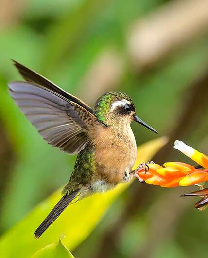 Hummingbirds use torpor in varying ways to survive cold temps