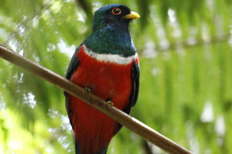 Hundreds of Andean bird species at risk due to deforestation: New research shows how to protect them