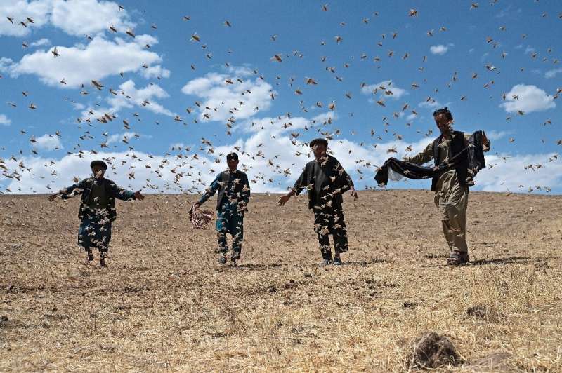 Hundreds of thousands of locusts have descended on crops in northern Afghanistan