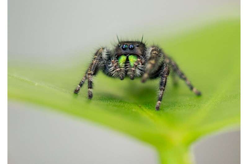 Hungry eyes: Spiders lose vision when they're starving